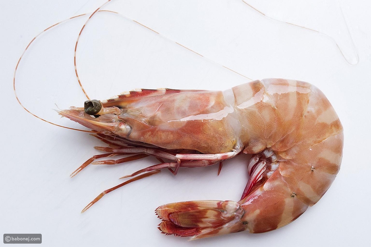 Information about shrimp allergy interpretation of dreams