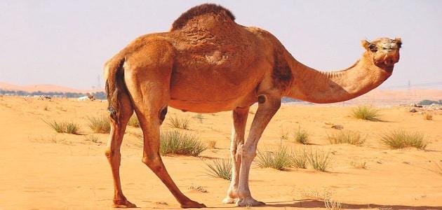 Lladd camel mewn breuddwyd