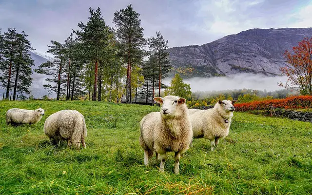 Πρόβατα σε ένα όνειρο