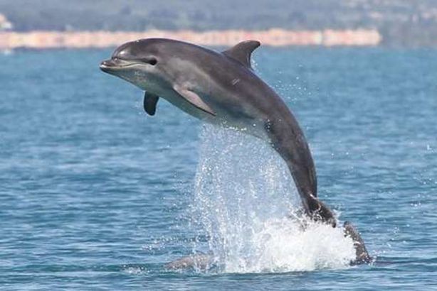 Výklad snu delfínů