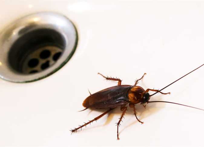 Sen o karaluchach w łazience - interpretacja snów
