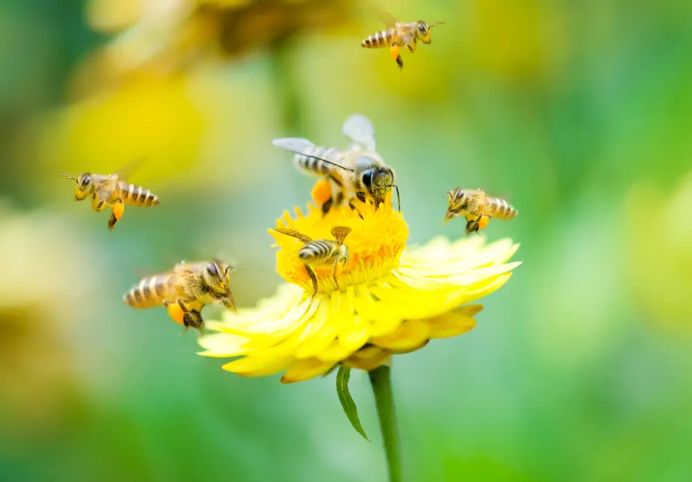 A méhsejtről szóló álom értelmezése