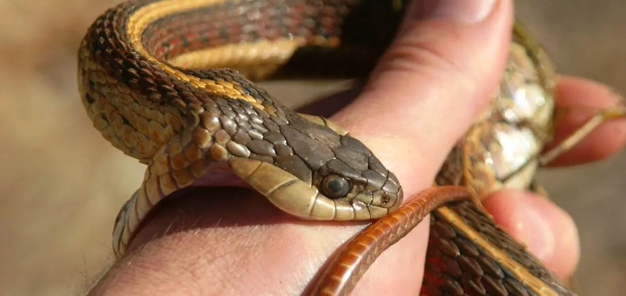 Каснување од змија во грбот