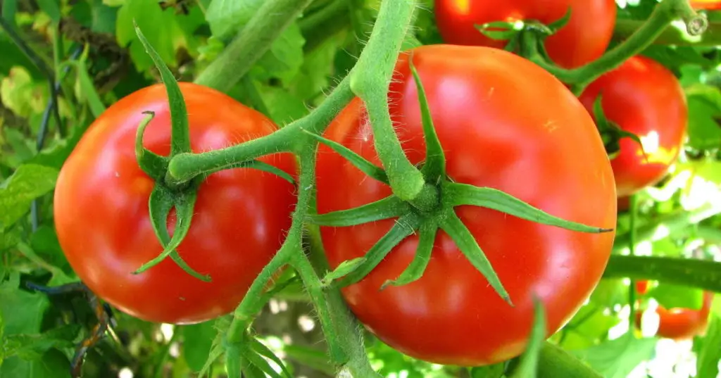 Dîtina tomato - şirovekirina xewnan