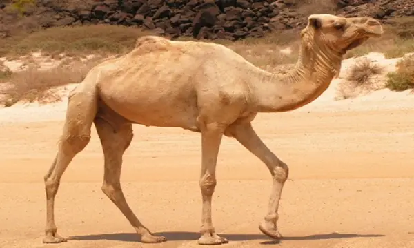 Interpretatie van een droom over veel kamelen in een droom