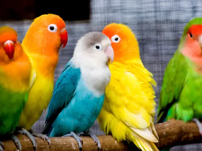 Зүүдэндээ өнгөлөг шувуу