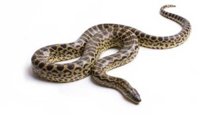 I killed a snake in a dream