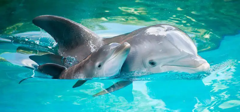 Дельфиндин түш жору
