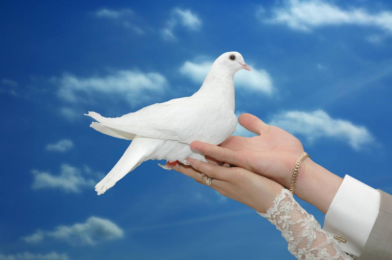 Interpretation eines Traums über eine weiße Taube