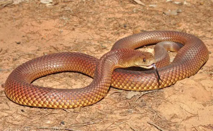 A serpente in i so culori marroni hè per a donna maritata