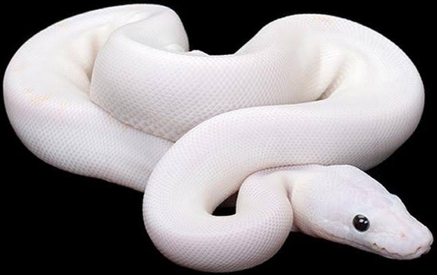 Tumačenje sna o bijeloj zmiji