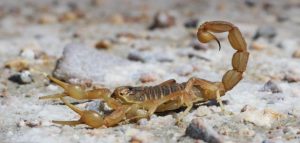 العقرب الأصفر في المنام