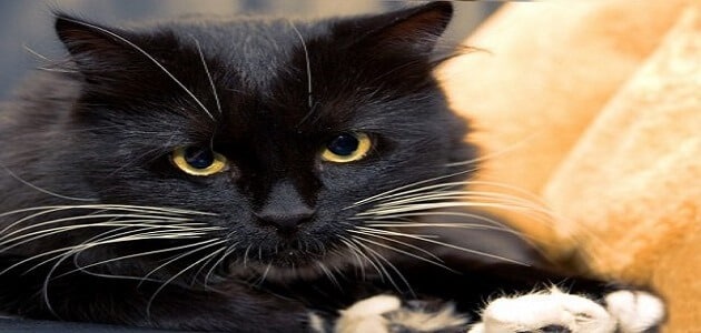 تفسير حلم عضة القطة السوداء