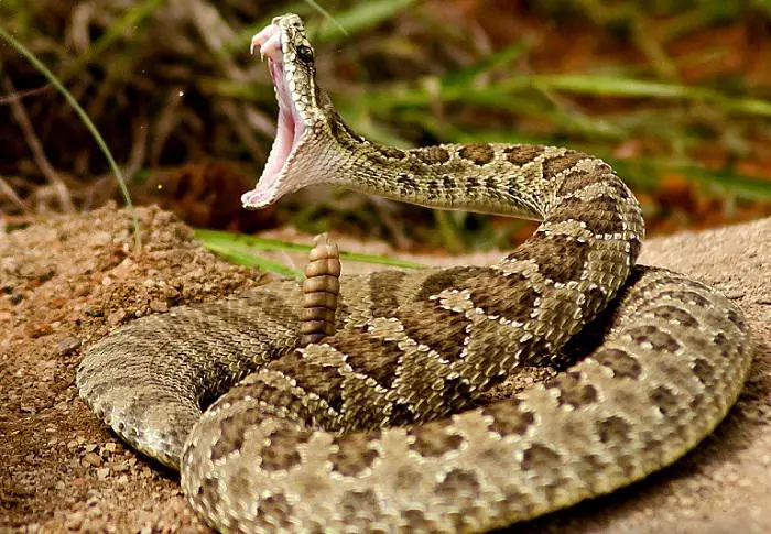 Ερμηνεία ενός ονείρου για ένα φίδι από τον Ibn Sirin