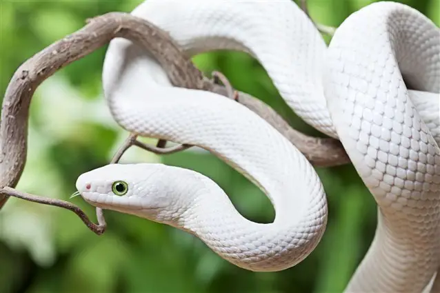 Unen tulkinta valkoisesta käärmeestä