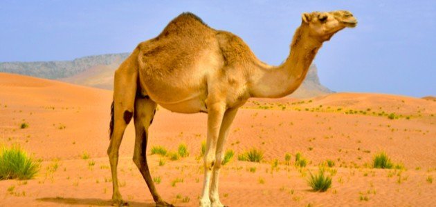 Βλέποντας μια καμήλα σε ένα όνειρο
