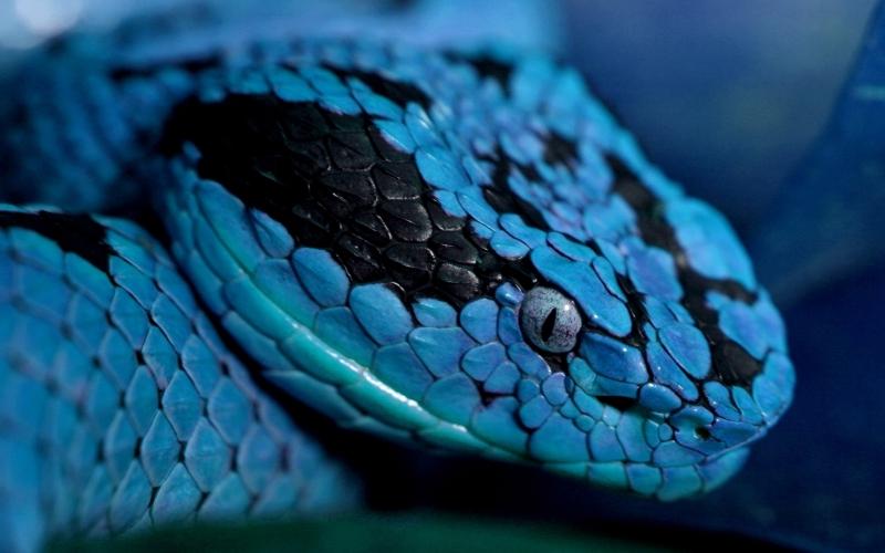 Gjarpër blu në një ëndërr