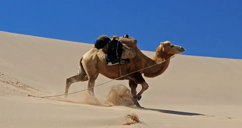 Raivoava kameli unessa