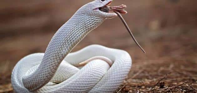 hvit slange