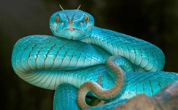 blå slange