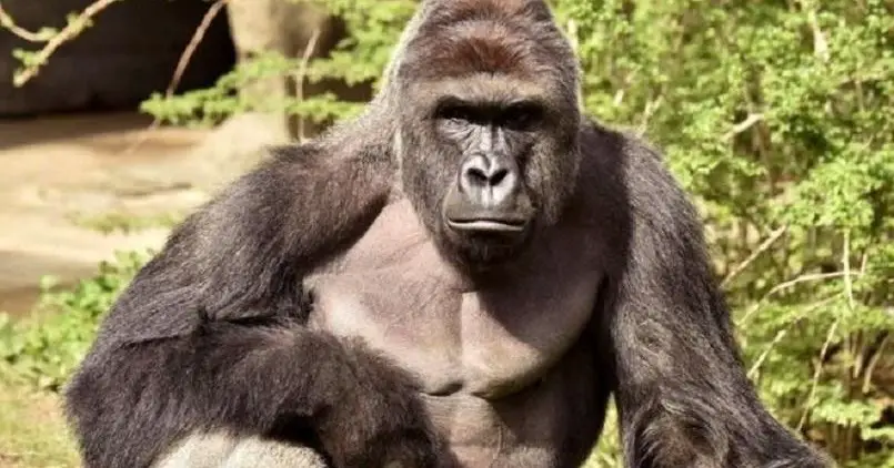 ʻO Gorilla i loko o ka moeʻuhane he kilokilo