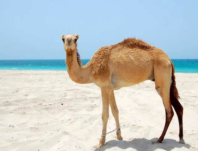 Καμήλα σε ένα όνειρο - ερμηνεία των ονείρων