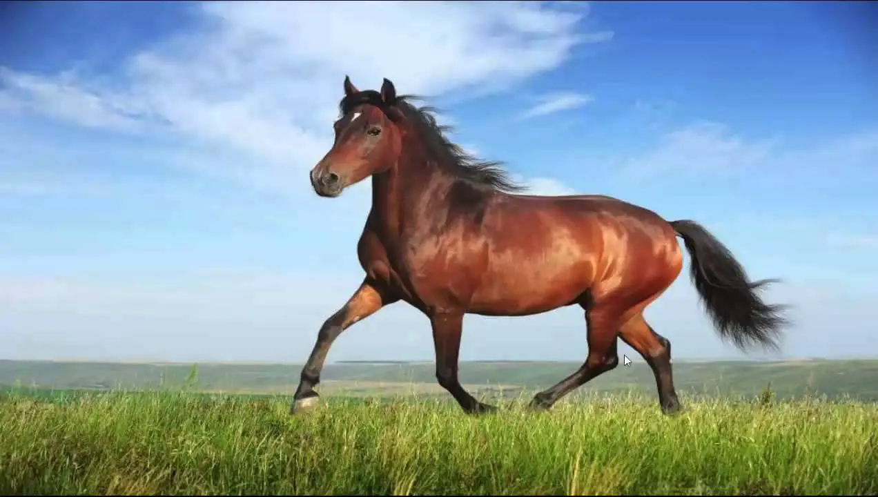 Unen tulkinta raivoavasta ruskeasta hevosesta