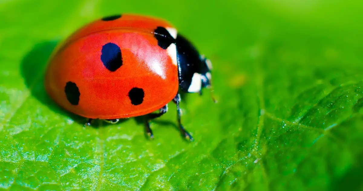 Ladybug in un sognu
