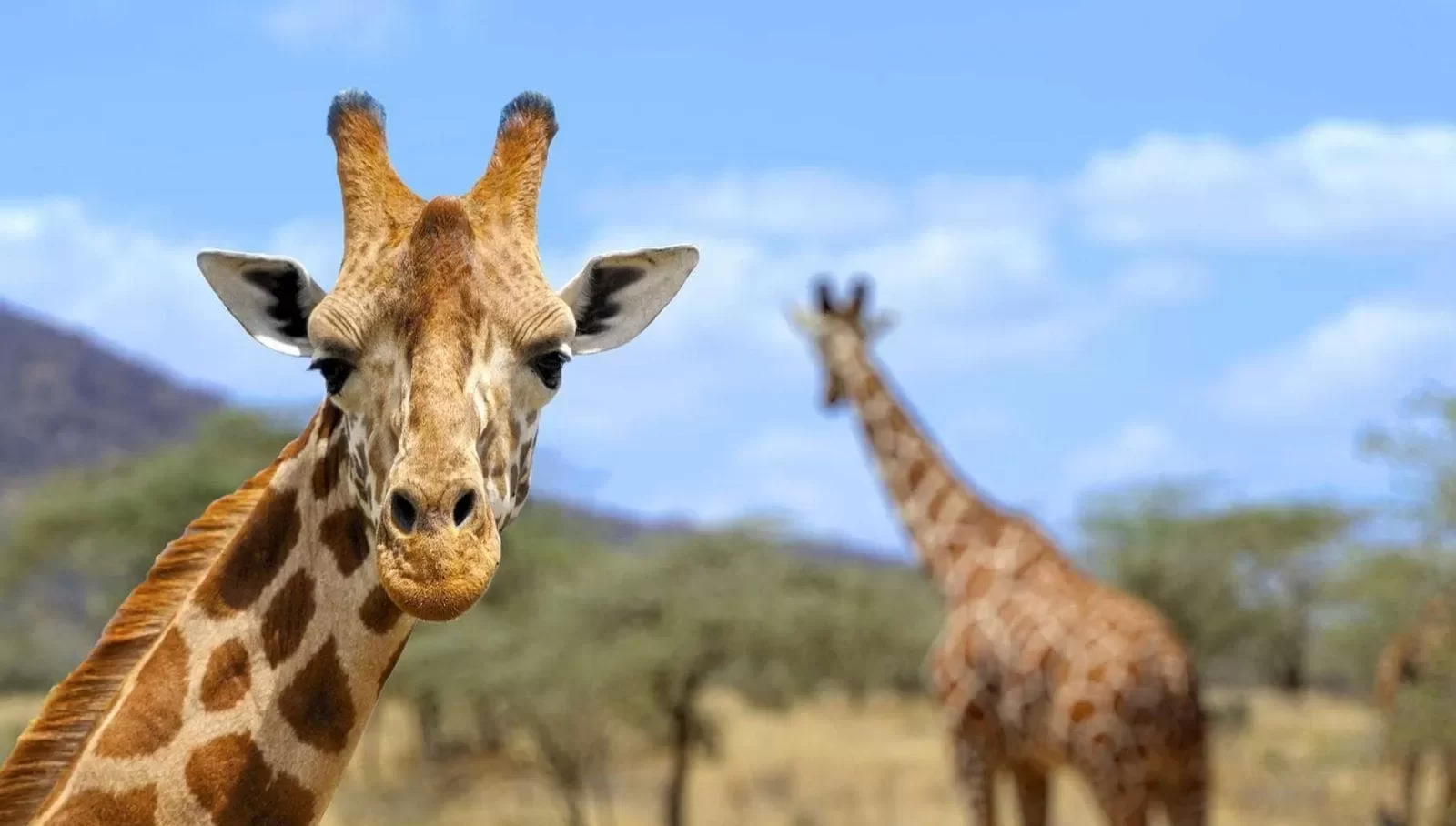 Razlaga sanj o žirafi