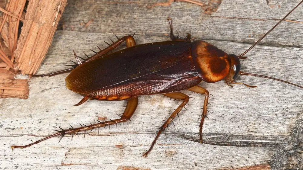 Interprétasi impian ngeunaan cockroaches pikeun awéwé nikah