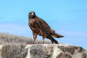 Interpretation of a dream about a falcon flying