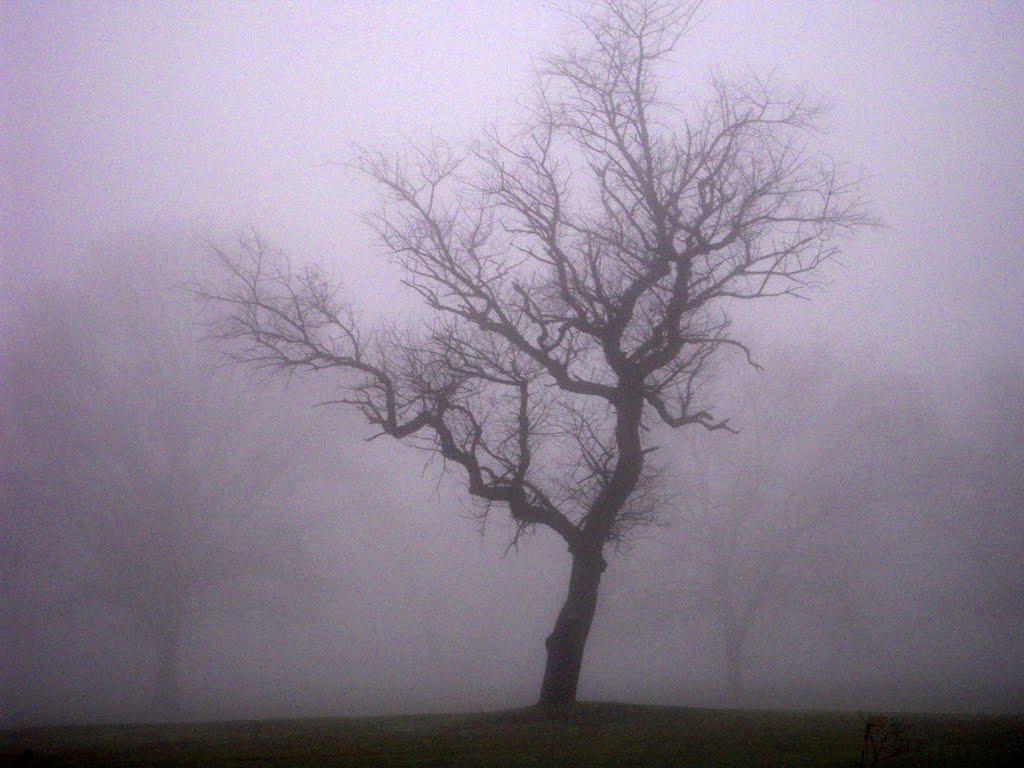 Interpretimi i ëndrrës së mjegullës
