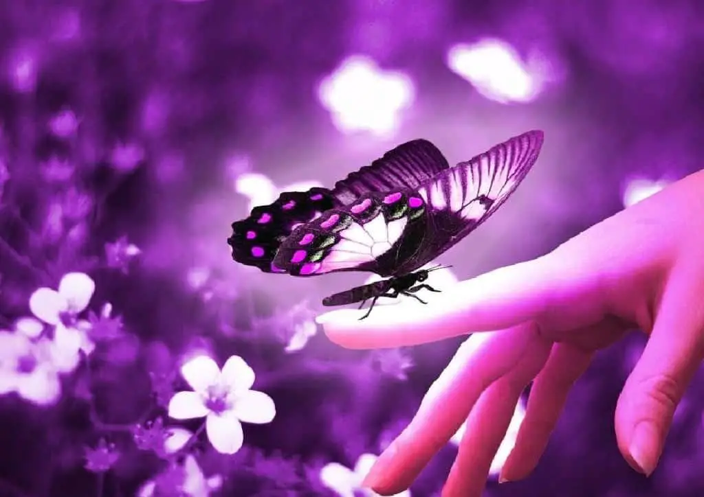 Tumačenje snova leptir