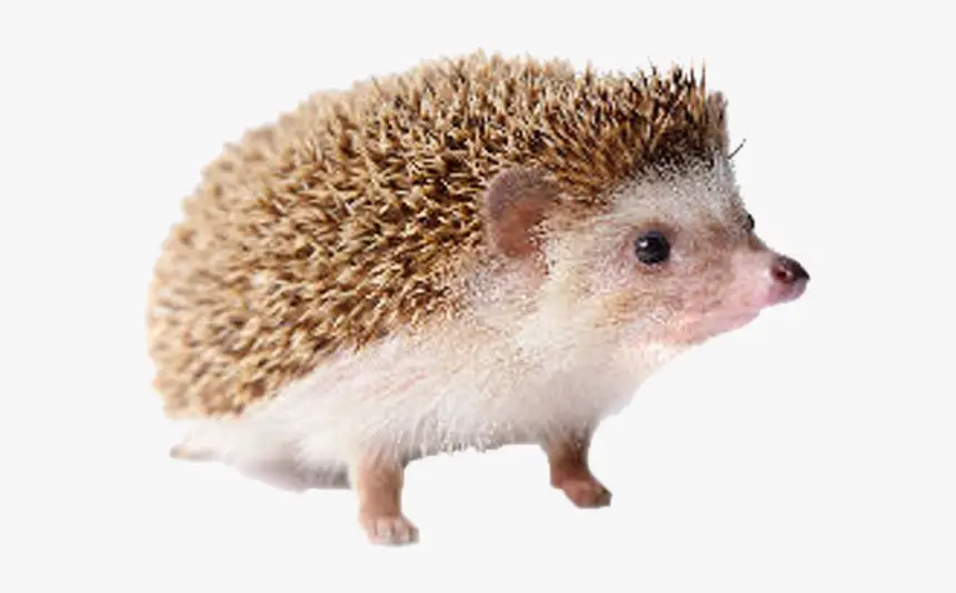 Hedgehog draumatúlkun