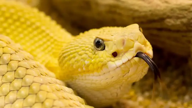 Толкување на сонот за жолта змија која ме брка