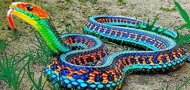 Толкување на сонот за обоена змија