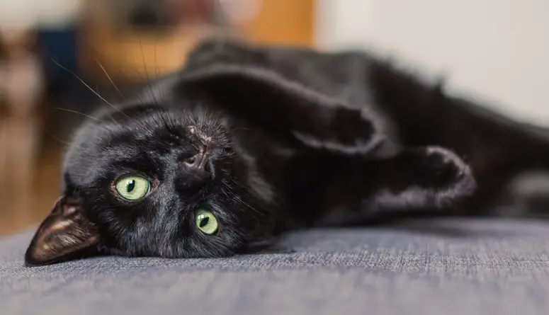 Толкување на сонот за ме напаѓа црна мачка
