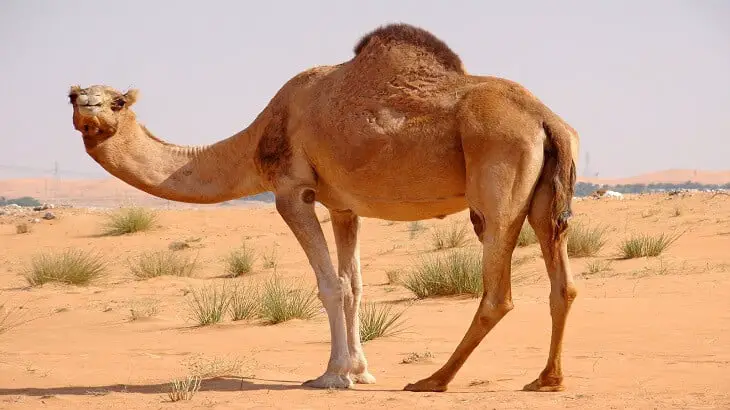 Толкување на гледање камили во сон од Набулси