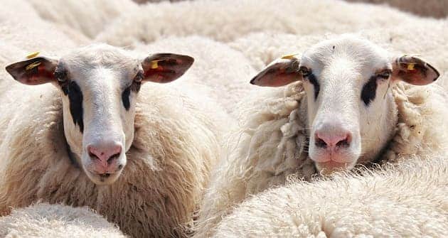 פרשנות של ראיית כבשים יולדות בחלום