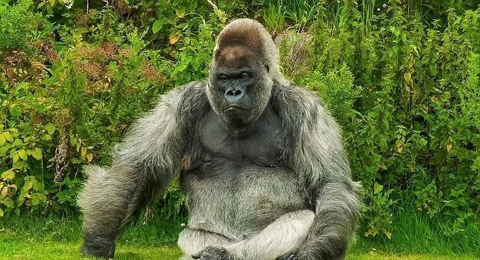 Ndeleng gorila - interpretasi ngimpi