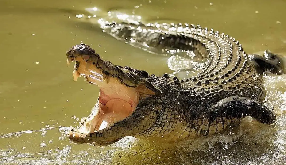 Duke parë një krokodil në ëndërr dhe duke ikur prej tij