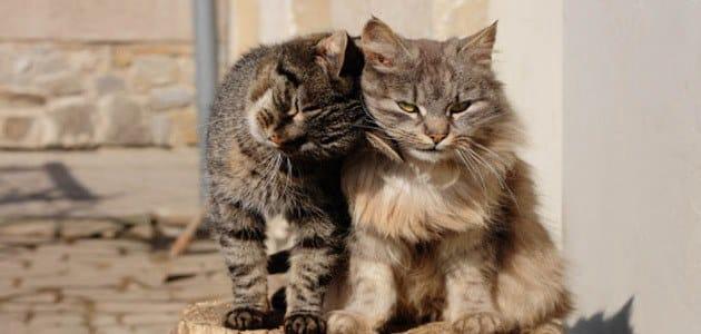 Dîtina pisîkên ku di xewnê de ji malê têne derxistin - şirovekirina xewnê