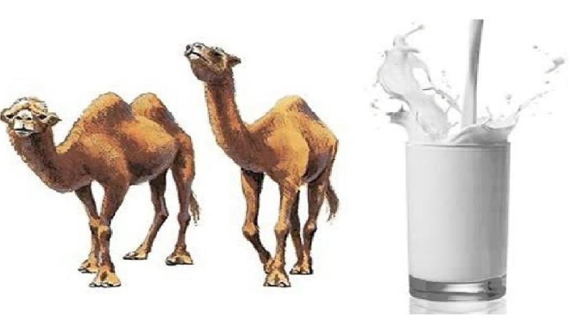 Γάλα καμήλας σε ένα όνειρο