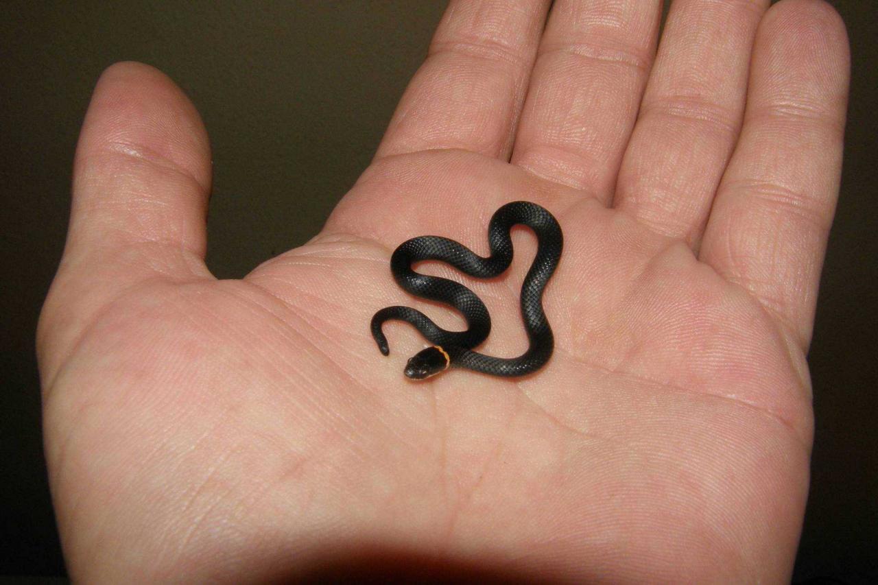 इब्न सिरीन द्वारे स्वप्नात लहान साप पाहण्याचा अर्थ - स्वप्नांचा अर्थ