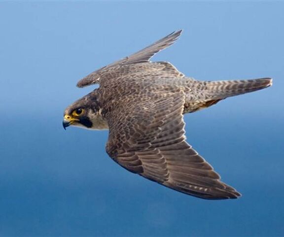 Falcon sa usa ka damgo