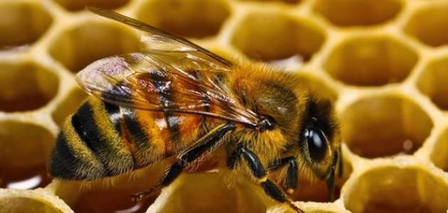 أهم 20 تفسير لرؤية خلية النحل في المنام لابن سيرين - تفسير الاحلام