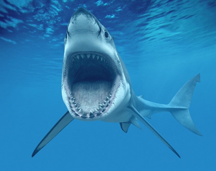 Shark - fassarar mafarki