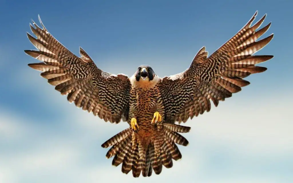 Falcon sealg ann an aisling a