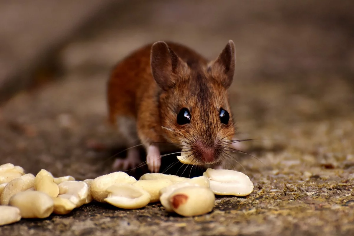 Толкување на сонот за глувци