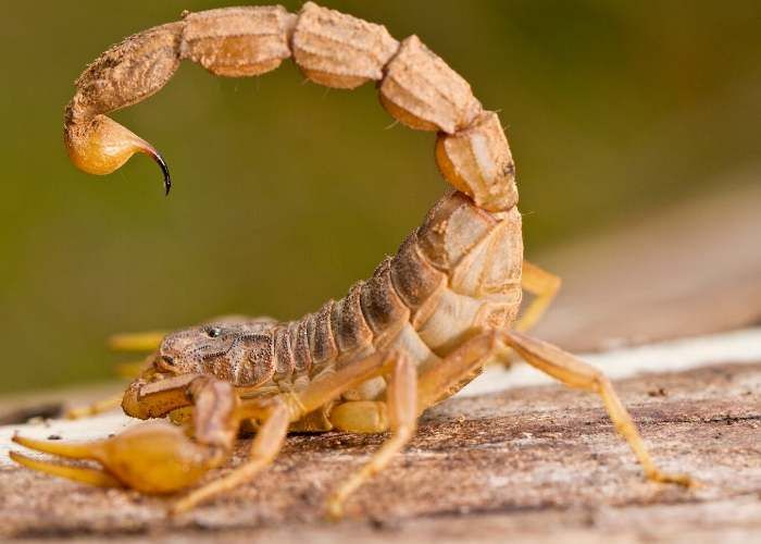 Meaning of scorpion muchiroto